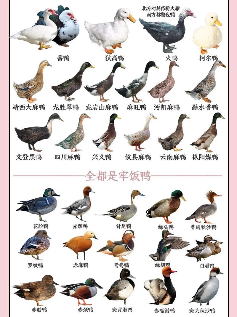 鸭子的种类名字和图片