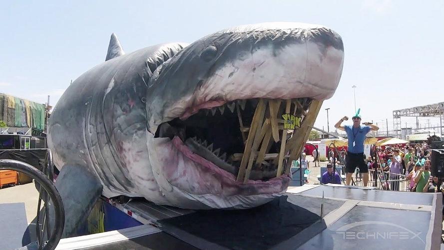 最大的鲨鱼的相关图片